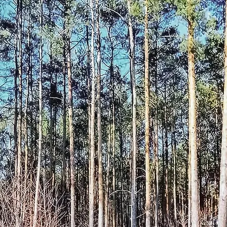 Amazing In With Sauna Wilcze (Greater Poland)