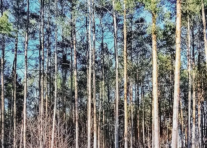 2 Bedroom Pet Friendly In Wilcze (Greater Poland)