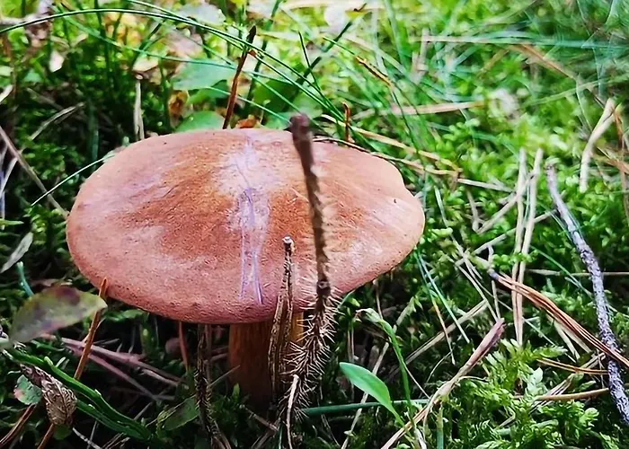 2 Bedroom Pet Friendly In Prázdninový dům Wilcze (Greater Poland)